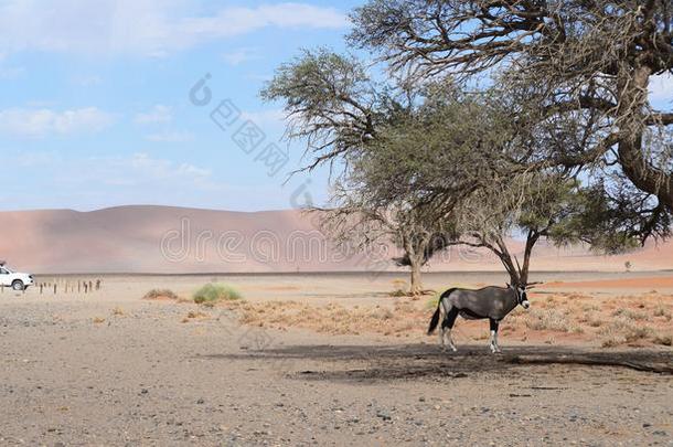 纳米比亚的风景
