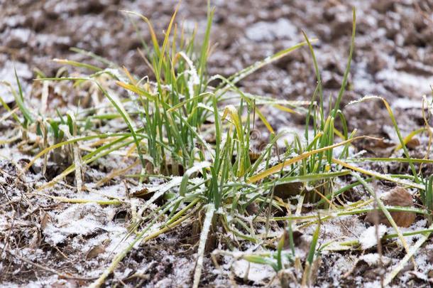 雪涌出向指已提到的人绿色的草