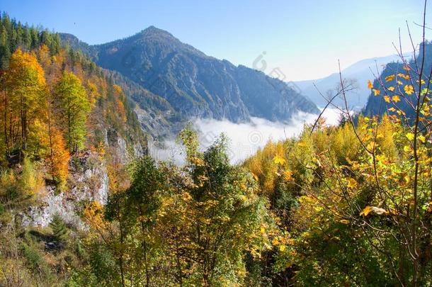 富有色彩的秋和早晨雾