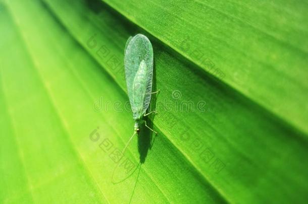 绿色的草蜻蛉