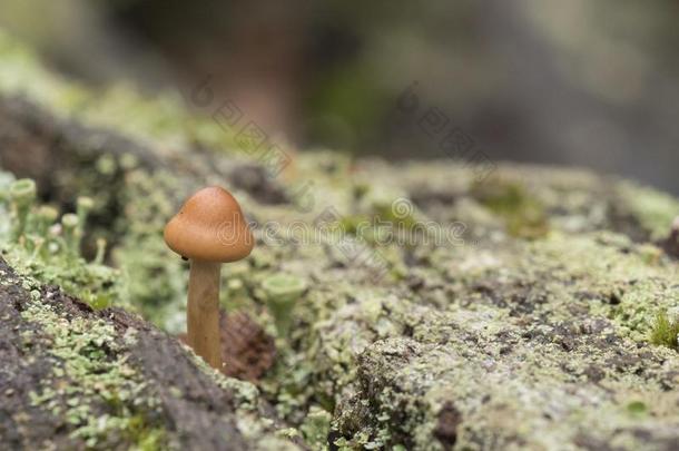 一小的蘑菇