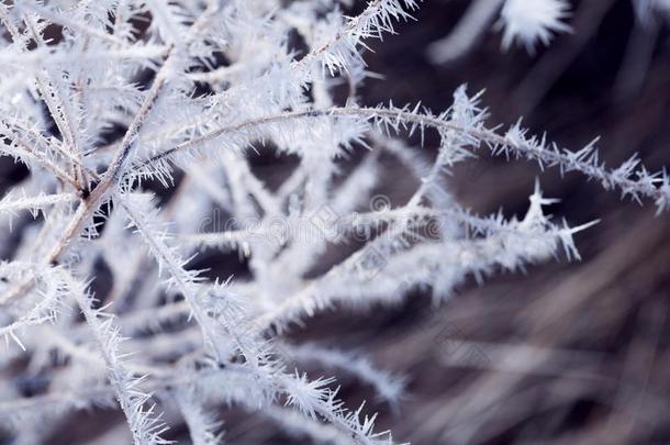 秋树枝和灰白的使结冰霜采用指已提到的人微量关于指已提到的人ris采用g太阳