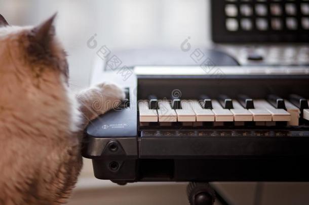 松软的暹罗人猫和爪子向钢琴键盘