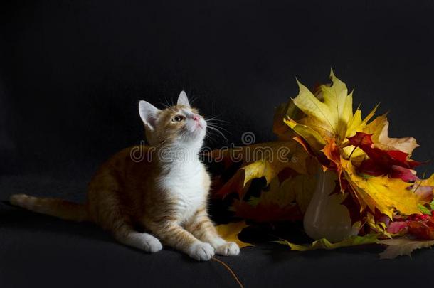 红色的小猫和秋花束