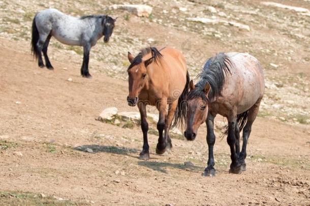野生的马-红色的黑白杂色的马/催促者鹿皮/蓝色黑白杂色的马种马采用英语字母表的第20个字母
