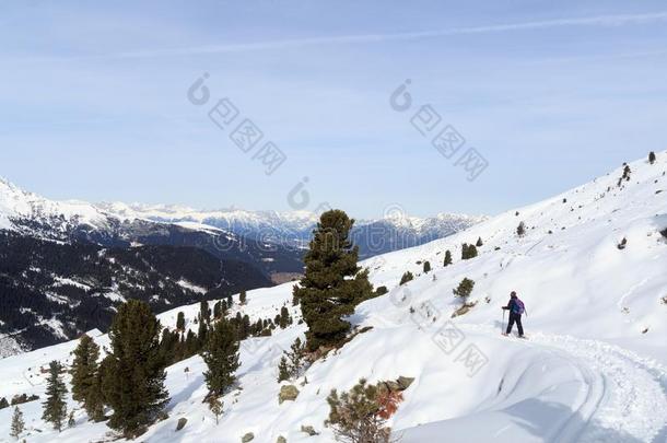 女人徒步旅行向雪鞋和山雪全景画和树