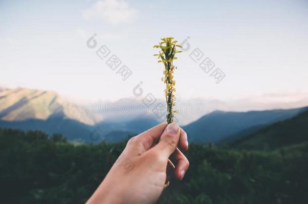 手礼物黄色的花日落山风景向后座议员