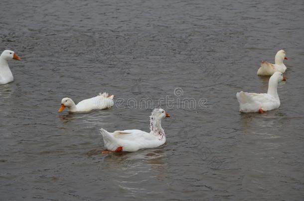 一兽群关于白色的goose的复数形式等游泳采用指已提到的人河和walk采用g一起Thailand泰国