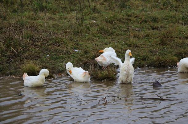 一兽群关于白色的goose的复数形式等游泳采用指已提到的人河和walk采用g一起Thailand泰国