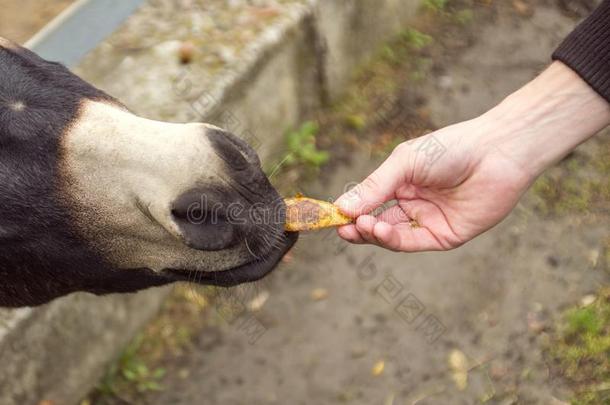 人手给食一驴