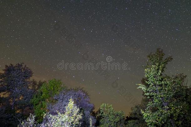 夜森林和布满星星的天和大熊星座主要的星座