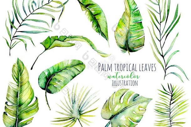 水彩手掌热带的绿色的树叶和树枝插图