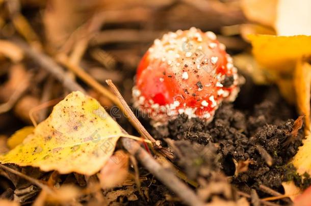 红色的蘑菇伞形毒菌采用自然采用秋