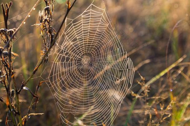 同一中心的蜘蛛蜘蛛网关-在上面向秋草地