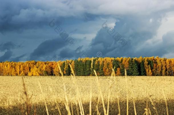 秋风景田树和天