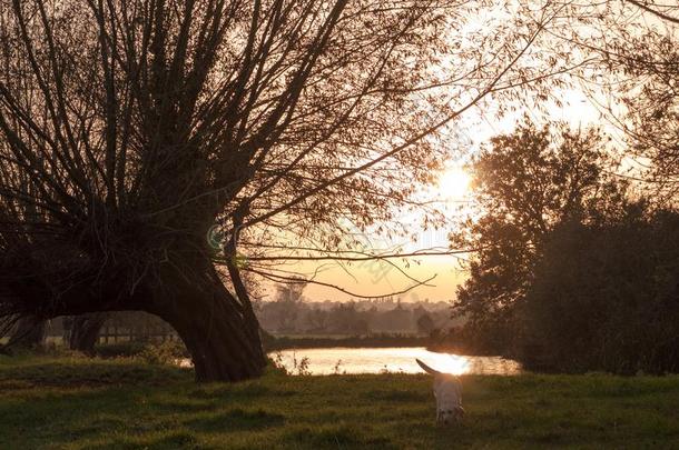 太阳镶嵌越过湖和光秃秃的树枝树顶轮廓风景优美的