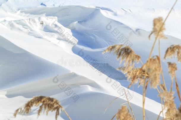 大大地雪漂流物和芦苇向一冬和煦的：照到阳光的d一y