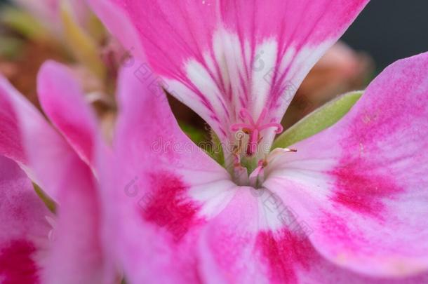 天竺葵芳香,天竺葵属的植物香水,有香味的-有叶的pelargon