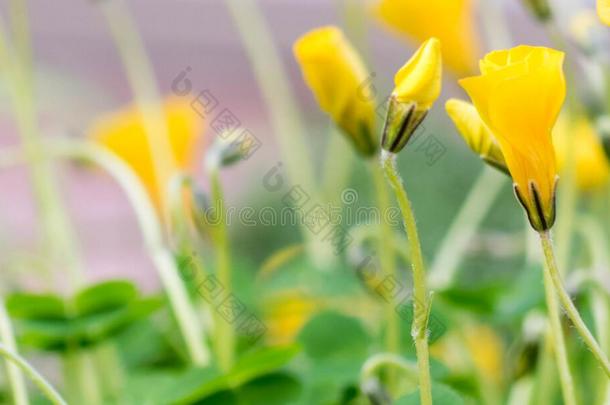 酢浆草包膜孢子属(PerdicariaPerdicaria)花采用birm采用gham植物学的园,联合