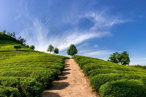 绿色的茶水田采用博生