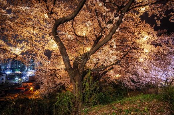 樱桃花树