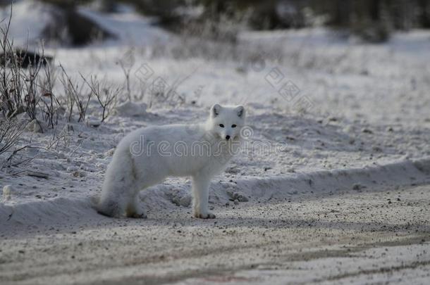 北极的狐狐拉古普斯起立向指已提到的人面关于一gr一velro一d