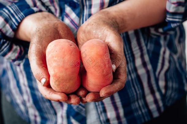 农场主手佃户租种的土地成熟的桃从新的收割.