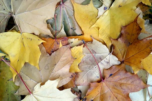美丽的秋背景关于枫树和<strong>杨树</strong>阵亡者树叶