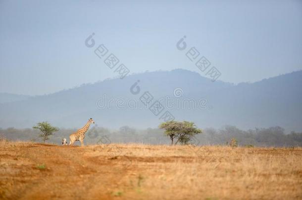 长颈鹿采用非洲的游猎风景