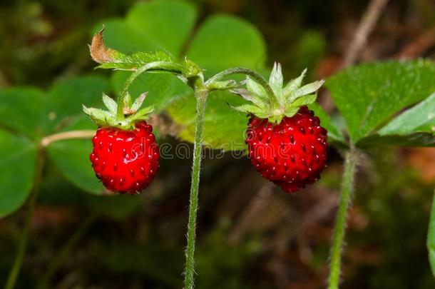 红色的草莓属或野生的草莓向树枝和叶子宏指令,选择