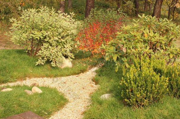 美丽的装饰的灌木和豌豆沙砾小路采用秋花园