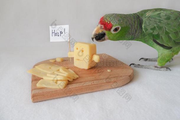 有趣的鹦鹉吃奶酪和奶酪问为帮助.
