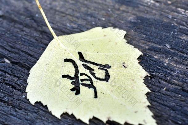 黄色的秋叶子模式类似的向日本人日本汉字,签名