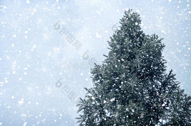 圣诞节树松树或冷杉和下雪向天背景采用winter冬天