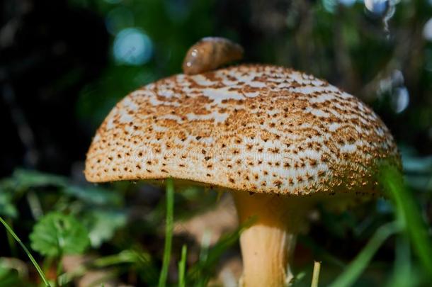 新鲜的蘑菇森林食用香草