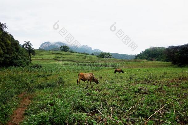 万岁山谷古巴加勒比海库巴地毯UnitedNationsEducational雪茄