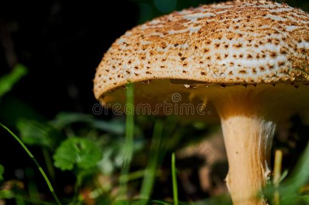 新鲜的蘑菇森林食用香草