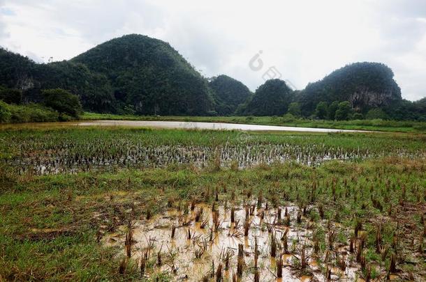 万岁山谷古巴加勒比海库巴地毯UnitedNationsEducational雪茄