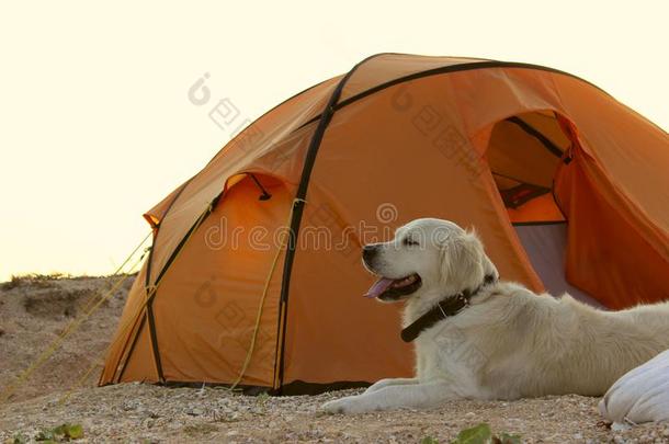 金色的寻猎物犬保护的帐篷和齿轮为一徒步旅行.