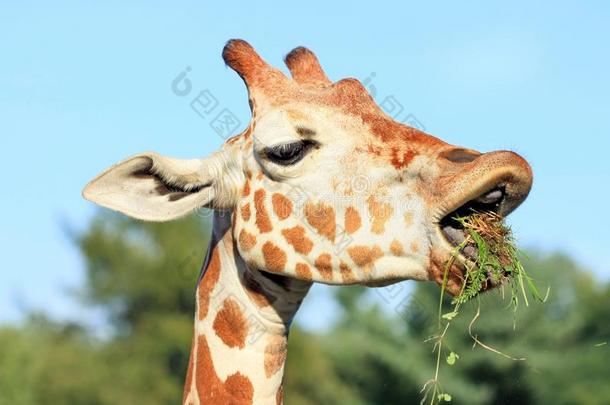 长颈鹿吃草和泥土