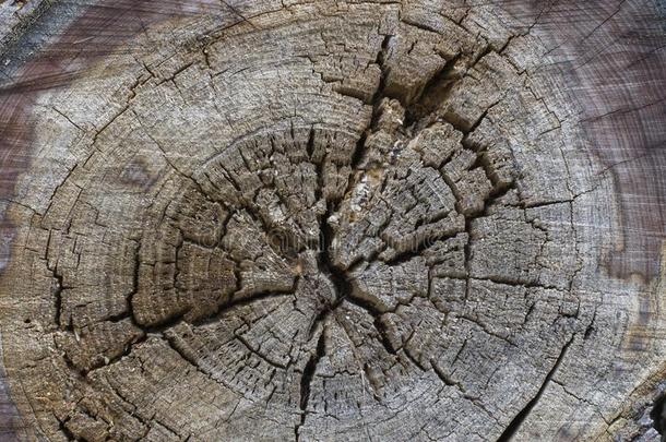 木材树桩质地.树桩和有裂缝的木材.