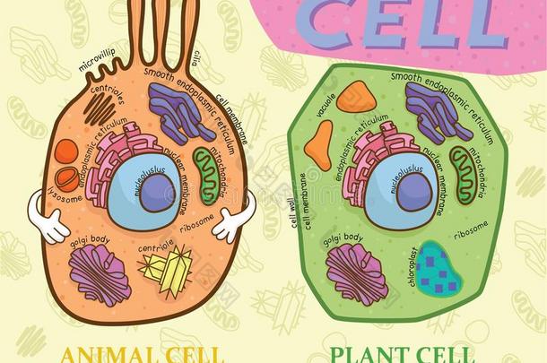 教育图表关于生物学为动物细胞和植物细胞图解