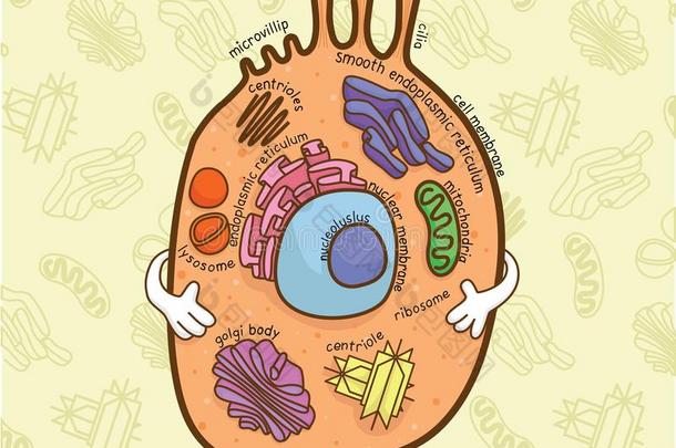 教育图表关于生物学为动物细胞图表