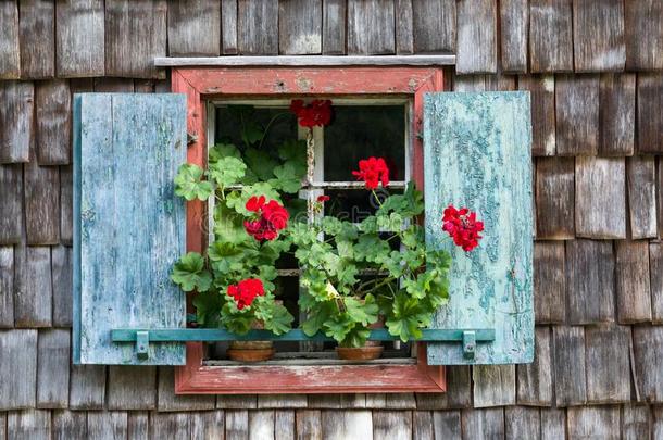 在历史上重要的农舍窗和红色的天竺葵.