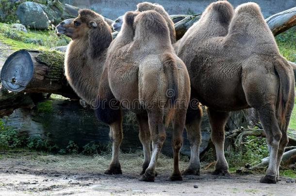 bactriancamel<strong>双峰</strong>驼浮筒<strong>双峰</strong>驼巴克里纳斯