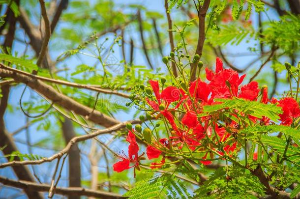 美丽的红色的王国的黄蝴蝶属植物或艳丽的花(德洛尼克斯雷吉