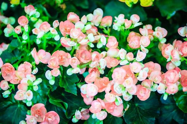 软的粉红色的杂种里格秋海棠属的植物(秋海棠属的植物字母x冬令的)是叫