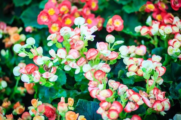 富有色彩的杂种里格秋海棠属的植物(秋海棠属的植物字母x冬令的)是叫