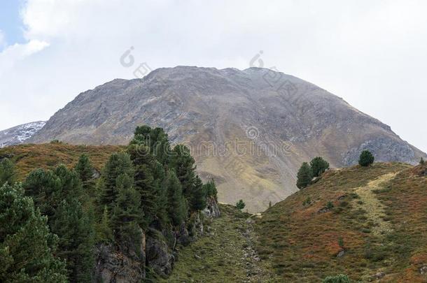 山,山峰,永久的冰和树l和scape