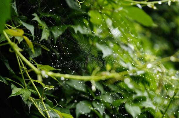 蜘蛛网落下下雨的<strong>绿色</strong>的树叶<strong>藤蔓</strong>植物花园花自然是